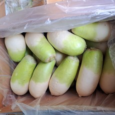 채소애 국내산 무, 제주월동무, 1박스, 10kg