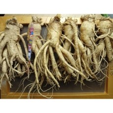 인삼 6년근 인삼 1kg 4-5뿌리 특난발삼 인삼주용 인삼직거래, 1개