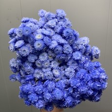 “Be a florist 花藝夢” 義大利 進口 蠟菊 花面大小約13x13公分, 1個, 藍紫色