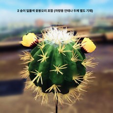 머스코 자동차 선인장모형 안테나 볼 장식용품, 선셋 플라워 2개