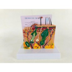 피부 해부학 모형 교육용 피부 단면 인체 모형, 녹색 피부(35배)