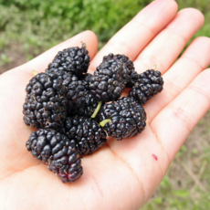 농부의계절 과상2호 오디 특품 급냉동, 1세트, 특품 1kg