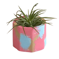 작은 공간을 가꾸는 이오난사 페인팅 석고방향제 DIY 키트 (1인용), B (핑크/스카이블루/브라운)