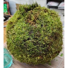 苔鑽 巨無霸苔球 直徑20cm