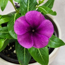 두주의정원 일일초 매일초 야생화 꽃모종 실내화초, 보라, 1개