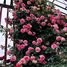 주택담장 전원주택 울타리 테라스 주택 팬스 휀스 난간펜스, D. 핑크드래곤샌드젬 묘목 1.6m