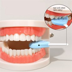 콩군하우스 치아모형 어린이집교구