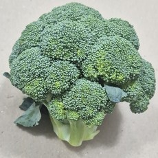 수입 브로콜리 1개 종이박스출고