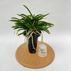 소엽풍란 8cm검포트 풍란 풍난 난초 공룡꽃식물원, 1개