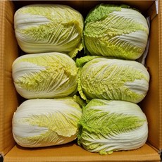 야채삼촌 알배기 쌈배추 2통/6통/12통, 12개