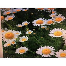 德國洋甘菊精油 (藍綠色液體) - 分裝罐, 1個, 3ml