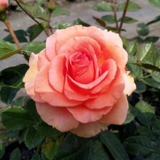 月季坑 杏奈玫瑰植株，中大輪四季開花品種, 7-8吋盆