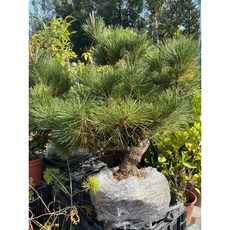 霏霏園藝 黑松土球 12-15年老樹, 1個