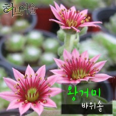 (쏘어링팜) 왕거미 바위솔모종 (노지월동) 지름 9cm 소품 다육화분 (좋은흙만사용 건강한식물), 1개, 상세페이지 참조