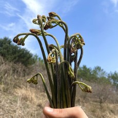국산 무농약 야생 생 고사리 1kg 자연 야생 햇 산지직송 덕진푸드, 1개