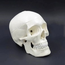 두개골 턱관절 교육 실습 모형 해부도 사람 교구, F. 11 화이트 분리형 3개 부품 무료 벽면