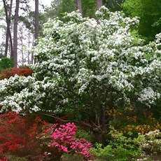 목하원예조경 이팝나무 묘목 실생 1년생 특묘 봄꽃 흰꽃 정원수 조경나무, 1개