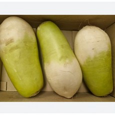 새벽딴 제주 월동무 세척 겨울무우, 제주 자색무 [800g~1.5kg내외], 자색무 3kg 2-4개