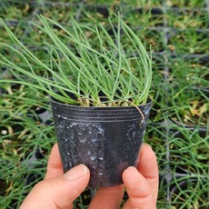 모두다팜 영양부추모종 조선 솔 부추모종 솔부추 모종, 1개