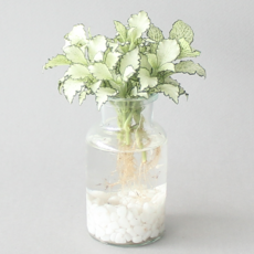 수경 재배 식물 휘토니아 화이트스타 5p 실내 공기정화식물 플랜테리어, 식물+유리병+흰돌, 1개