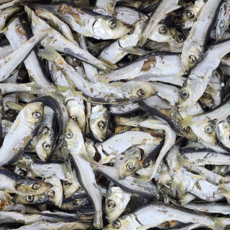 엄마애바다 국산 청어 멸치 1.5kg 정어리 솔치 10월조업 국물용 육수 다시 대멸치