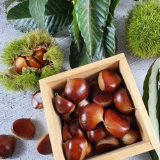 2025년 부여 칼집밤 뜨래밤 특 사이즈, 1kg, 1개