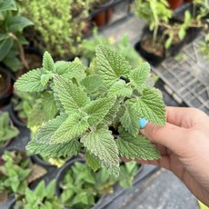 골드씨드 캣닢 캣닙 캣잎 개박하 고양이들이좋아하는허브 허브키우기, 단품, 1개