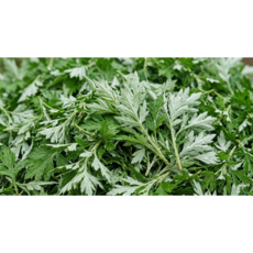 [함평] 국산 100% 생쑥, 1개, 500g