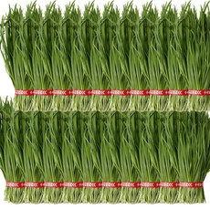 국내산 싱싱한 햇 부추 정구지 묶음, 1개, 12kg