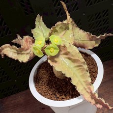 【布楚禮】彩葉麒麟 世界樹系列 022, 1個