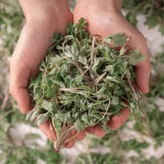 비진도 노지 햇쑥 산지직송, 1개