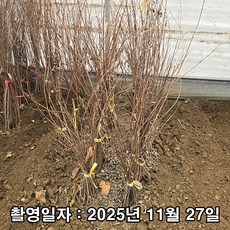 충주원예조경 / 고광나무 / 80cm, 1개