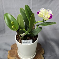 메모리아로버트노빌/카틀레아(백자기분 식재), 1개