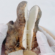 위벽보호 미사토 안동 마 산마, 1박스, 1kg