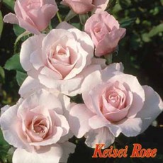 早春 7-8吋盆 日本玫瑰 微波浪感花瓣/中輪/豐花/強健/四季開/微香, 1個