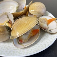 뚱보수산 국산 명주조개 갈미조개 노랑조개 울진 동해 2KG 50~60미, 1개