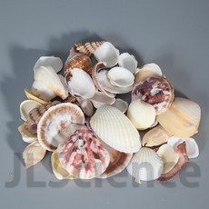(초등3학년1학기) 조개껍데기(혼합) 다양한 종류 혼합 약 20개 (KSIC-10007)