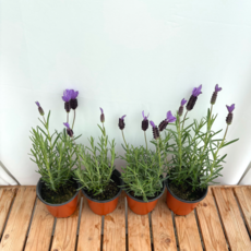 향기나는 허브 보라색꽃 프렌치라벤더 3+1, 1개