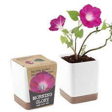 투톤사각화분_나팔꽃/화분키우기 씨앗심기 재배세트, 1개