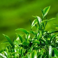 캔들씨 천연 아로마 에센셜오일 티트리 E.O 화장품 비누 재료, 1개, 10ml