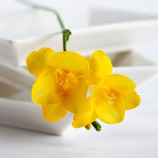 [LS 앱솔루트 오일] N03 브룸 (Broom) 10ml, 1개, 연한노랑