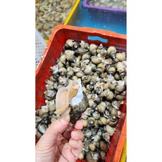 선주직송 자연산 흑골뱅이, 1박스, 2kg (140미 내외)