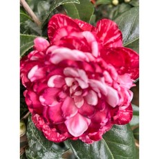 霏霏園藝 伯拜范-斑 茶花盆栽 獨特斑紋花朵 園藝愛好者首選, 1個