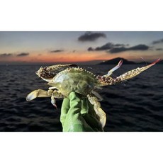 꽃게킹 부안청년 25년 숫꽃게 암꽃게 1kg 5미내외, 25년 꽃게 1kg(5미 내외) 암수랜덤