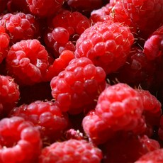 햇 산딸기 새벽수확 새콤달콤 탱글탱글 입안에서 톡 터지는 생 산딸기, 1개, 250g