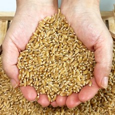 뉴욕 타임지 선정! 혈당 잡는 왕의곡물 탈곡 호라산밀 카무트, 1개, 1kg