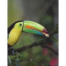 (영문도서) Keel Billed Toucan Notebook Large Size 8.5 x 11 Ruled 150 Pages Paperback, Createspace Independent Pub..., English, 9781723185960