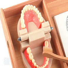 유미물산 치아모형 치아모형장난감