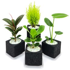 봄화분 공기정화식물 참숯화분 4종 세트 (고무나무 율마 크루시아 몬스테라), 1개