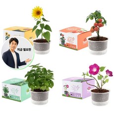 지금 필요한 관찰화분 식물재배기세트 삼투압 자동급수 식물재배기 K31872EA, 해바라기